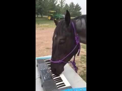 Musical Horse - Will Play Piano For Treats!