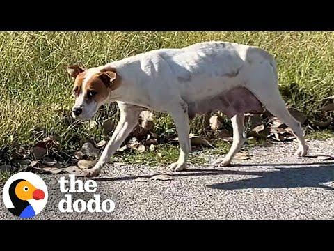 Mama Dog Was Hiding Her Puppies In Abandoned House #Video