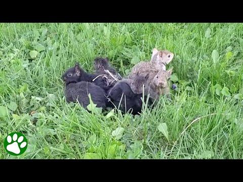 Baby squirrels' tails got completely entangled #Video