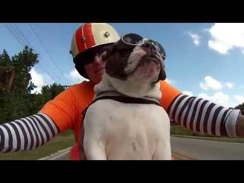 Coolest Bulldog Ever Waves To Passing Biker!