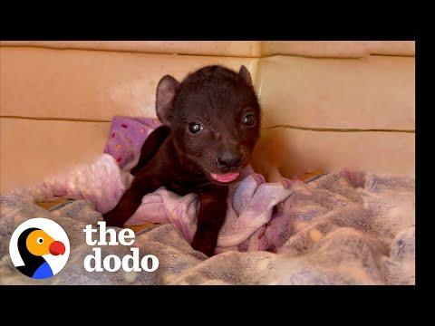 Orphaned Hyena Loves To Wrestle With A Rescue Puppy #Video