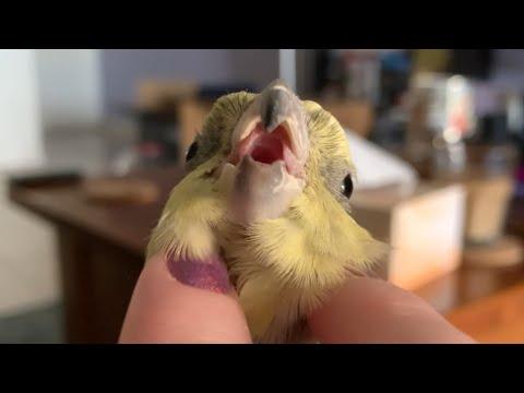 A Birb Named Dominic #Video