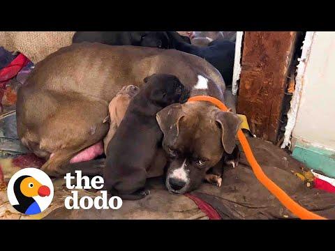 Mama Pittie And Her Puppies Were Shivering In Abandoned House #Video