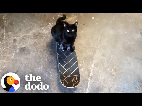 Guy Finds A Stray Kitten And Teaches Him To Skateboard #Video