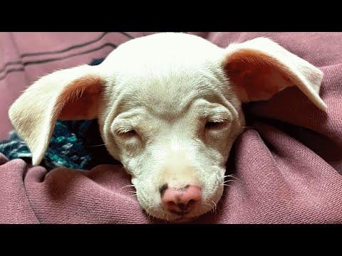 Couple brings home a blind pup. Then came the surprise. #Video