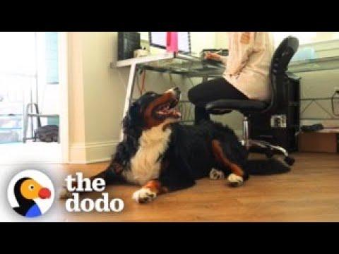Needy Bernese Mountain Dog Stalks His Mom All Day Long #Video
