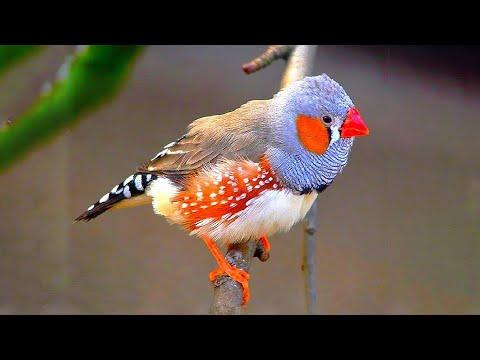 10 Most Beautiful Finches in the World Video