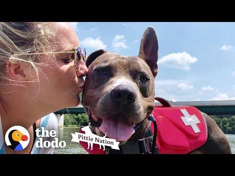Pit Bull Returned 3 Times Finally Walks Out Of The Shelter One Last Time | The Dodo Pittie Nation