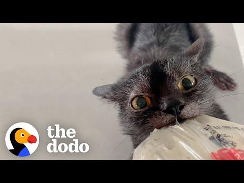This Cat Is Obsessed With Bread And Loves To Steal Food Whenever He Can #Video