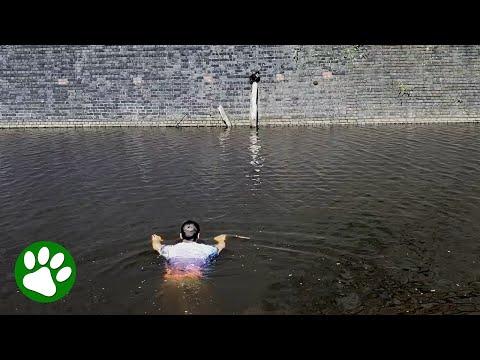 Man jumps into canal to save cat #Video