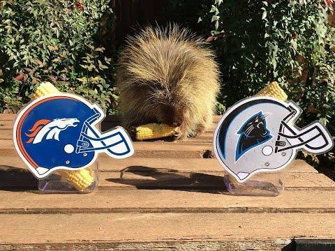 Watch Teddy Bear The Porcupine Predict Super Bowl 50 Winner