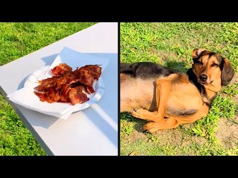 He'd Do Anything For Bacon | Daily Dose of Pets #Video