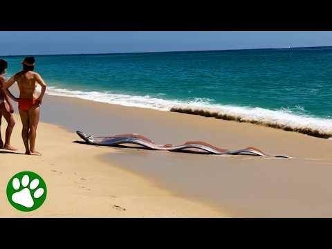 Giant Sea Serpent Appears on Cabo Beach #Video