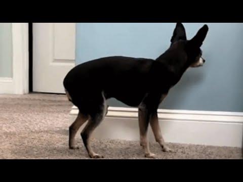 Dog With Dementia Behaves In Heartbreaking Way #Video