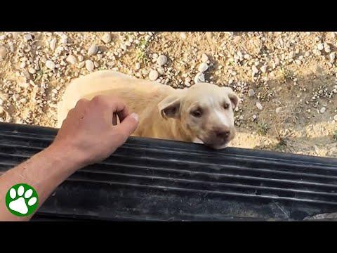 Homeless puppy jumps into traveling couple's van and decides it's her new family #Video