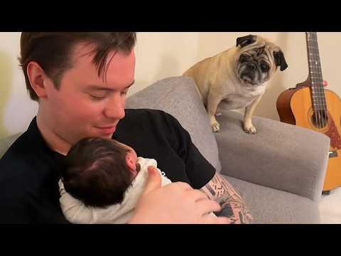 Hilarious Dogs Are Meeting Their New Baby Brother for the First Time! #Video