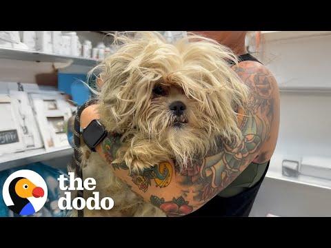 Angry Ball Of Fur Gets Rescued And A Major Haircut #Video