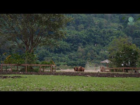Elephant Running Like A Child To See Her Mother - ElephantNews #Video