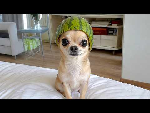 Funniest Animal & Bird Fails That Get Better Every Minute #Video