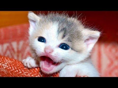Cute Cats Meowing - Kittens Meowing Videos - Cute Kitten Meowing Video - Funny Cat Meowing - MEOW