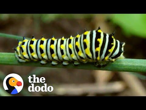Caterpillar Morphs Into Beautiful Swallowtail Butterfly #Video