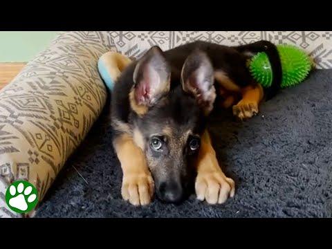 You can tell this homeless puppy was raised by cats #Video