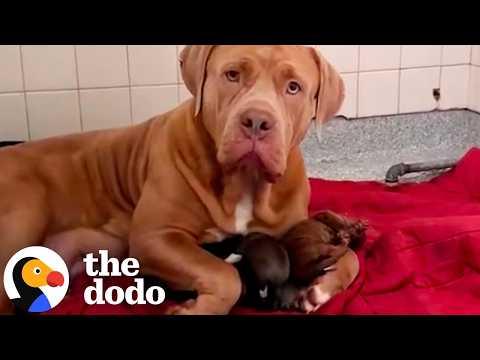 Gentle Giant Shelter Dog Raises A Litter Of Orphan Puppies #Video