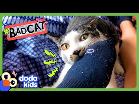 This Bad Cat Taught His Brother How To Be Bad, Too! | Dodo Kids #Video