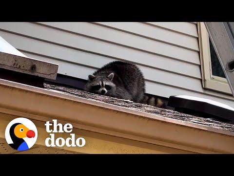 This Raccoon Is Hiding Something In Someone's House #Video