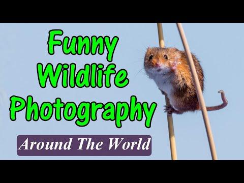 Funny Wildlife Photography From Around The World #Video