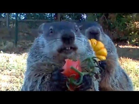 The Story of Chunk the Groundhog. Narrated by Gardener Jeff. #Video
