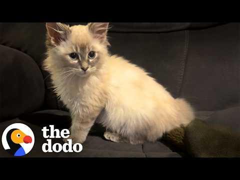 Tiny Kitten Is Determined To Win Over Very Dramatic Dog #Video