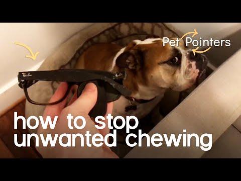 How To Stop Unwanted Chewing Video | Pet Pointers