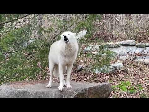 Wolves Sing to Strengthen Their Love #Video