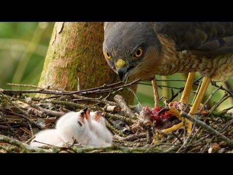 Sparrowhawk Chicks' 1st Feeds | Discover Wildlife | Robert E Fuller #Video