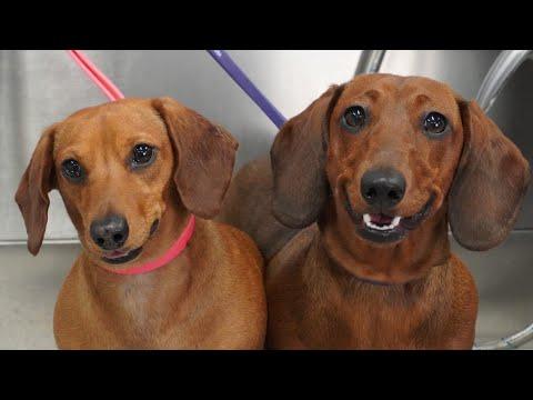#2 most aggressive dog breed in the world #Video