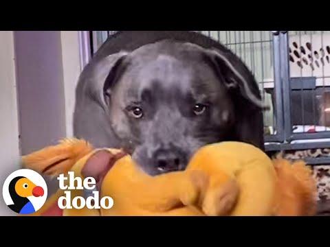 Dog Has A Total Meltdown When His Favorite Stuffie Gets Washed #Video