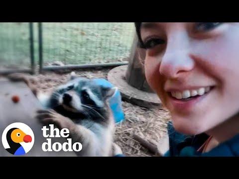 Obese Raccoon Kept As A Pet Loses Half Her Body Weight #Video