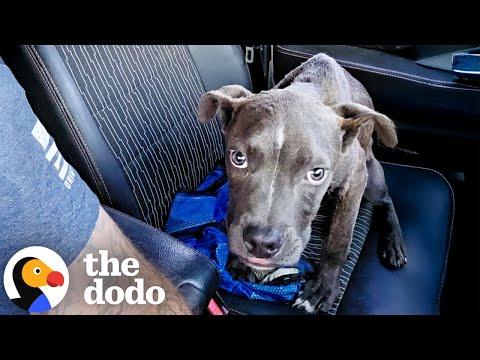 Guy Off-Roading In His Jeep Spots A Skinny Pittie Puppy