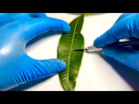 A Leaf Creating Oxygen in Real Time. Your Daily Dose Of Internet. #Video