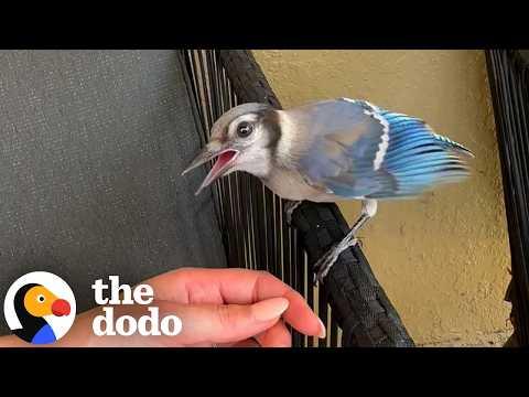 'Teenager' Blue Jay Hangs Out With Woman For An Afternoon #Video