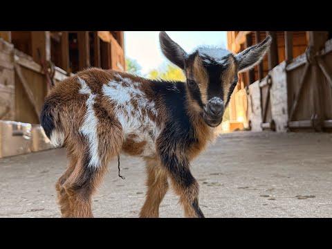 Tiny Maisy is keeping up! #Video