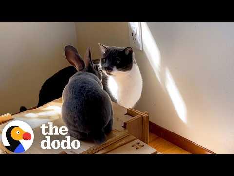 Cat Is So Relaxed Thinking His Bunny Bestie Is Also A Cat #Video