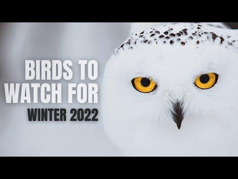 A Few Birds to Watch for | Winter 2022 Forecast #Video
