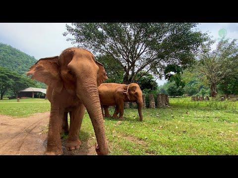Elephant Found Her Best Friend Now After Being Rescued For Three Years - ElephantNews  #Video