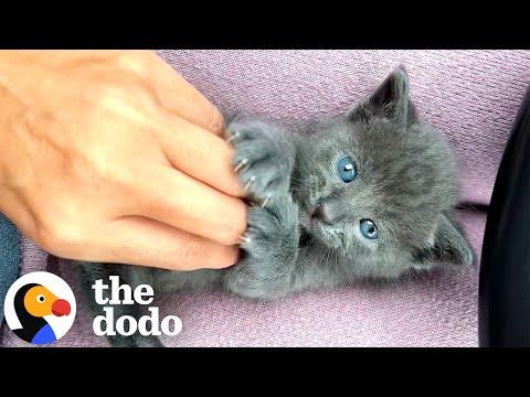 Tripod Kitten Cannot Be Stopped #Video