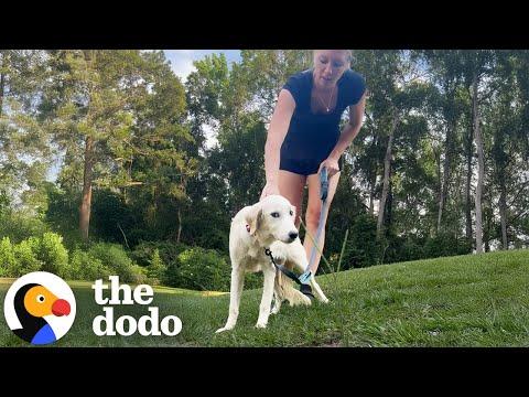 Terrified Great Pyrenees Puppy Learns How To Dog #Video