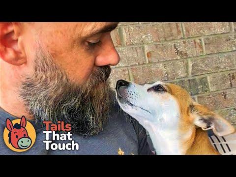 Stranger’s Dog Breaks In Every Day to See Her Favorite Person #Video