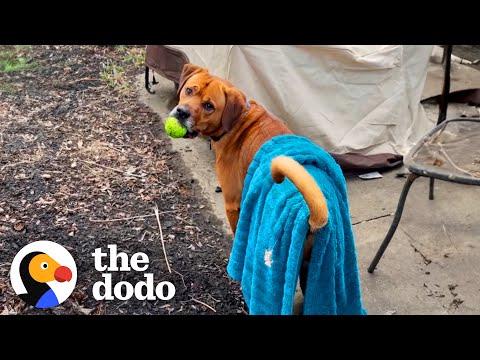 My Anxious Dog Takes His Favorite Blue Blanket Everywhere He Goes  #Video
