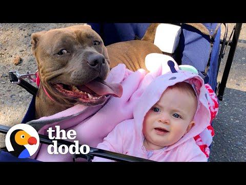 Pittie Who Was Flat As a Pancake Now She Loves to Chase Around Her Baby Sister #Video